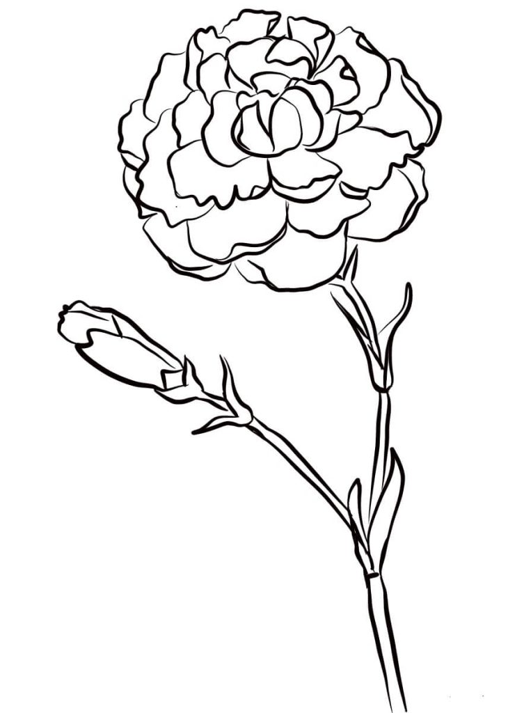 Dibujo de Clavel Normal para Colorear y Imprimir