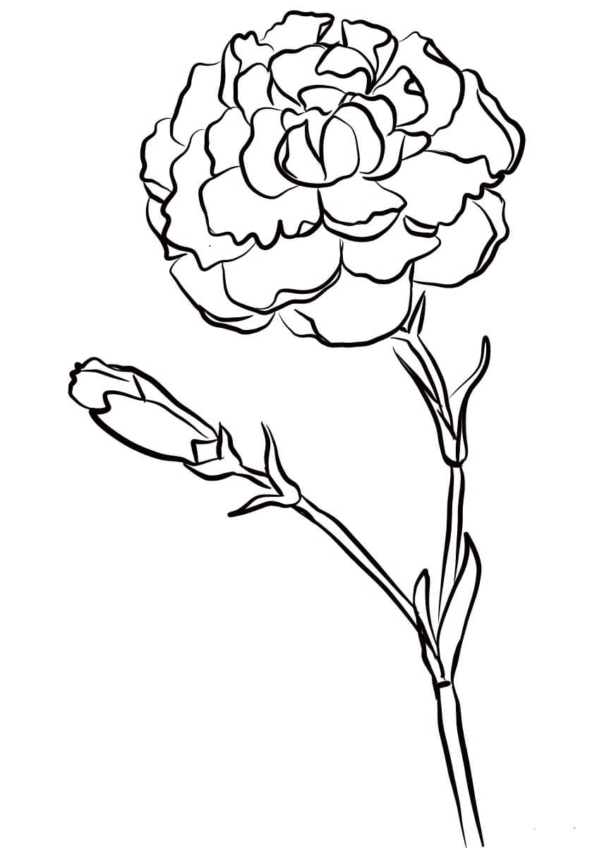 Dibujo de Clavel Normal para Colorear y Imprimir