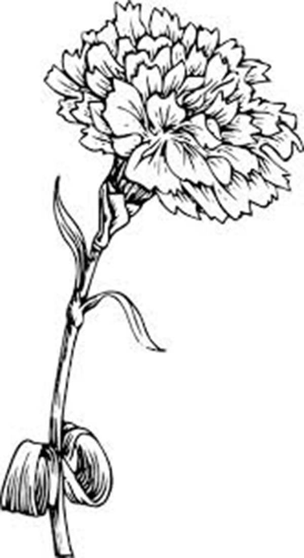 Dibujo de Clavel para Adulto para Colorear y Imprimir