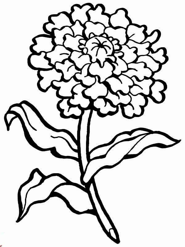 Dibujo de Clavel Simple para Colorear y Imprimir