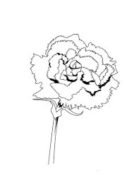 Dibujo de Dibujo de Clavel para Colorear y Imprimir