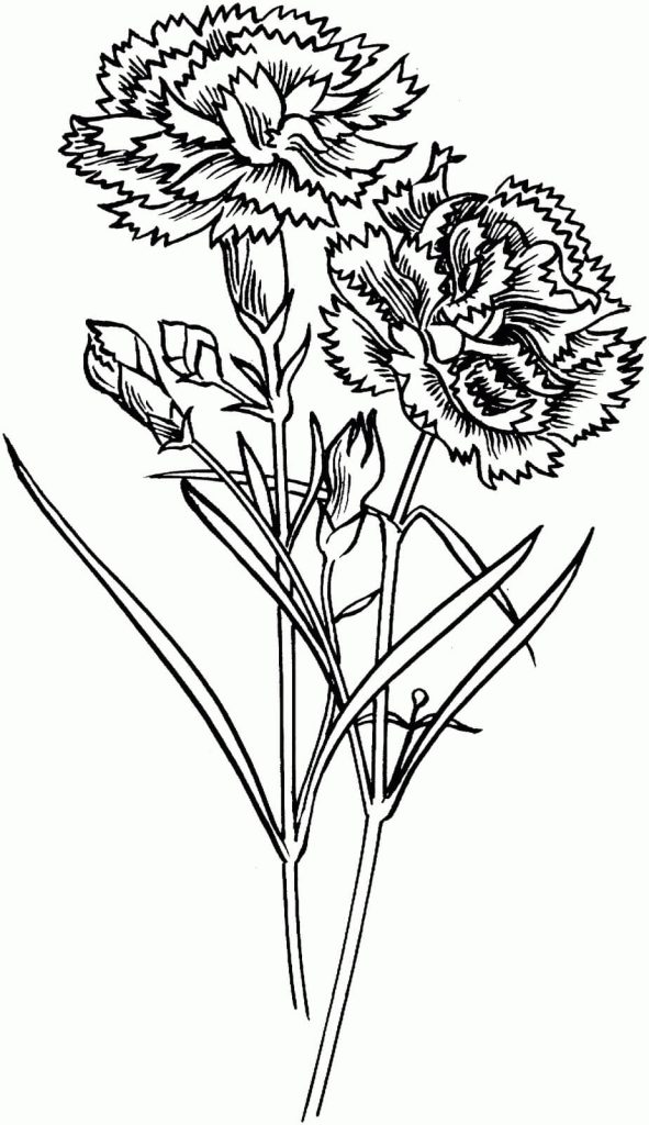 Dibujo de dos Clavel para Colorear y Imprimir