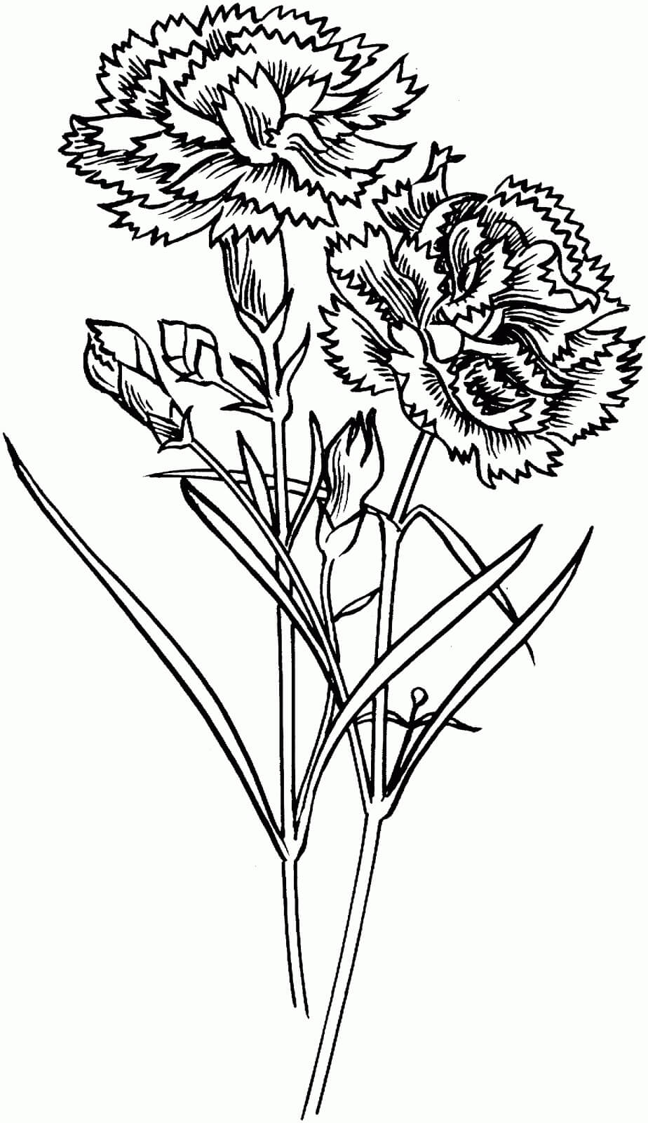 Dibujo de dos Clavel para Colorear y Imprimir