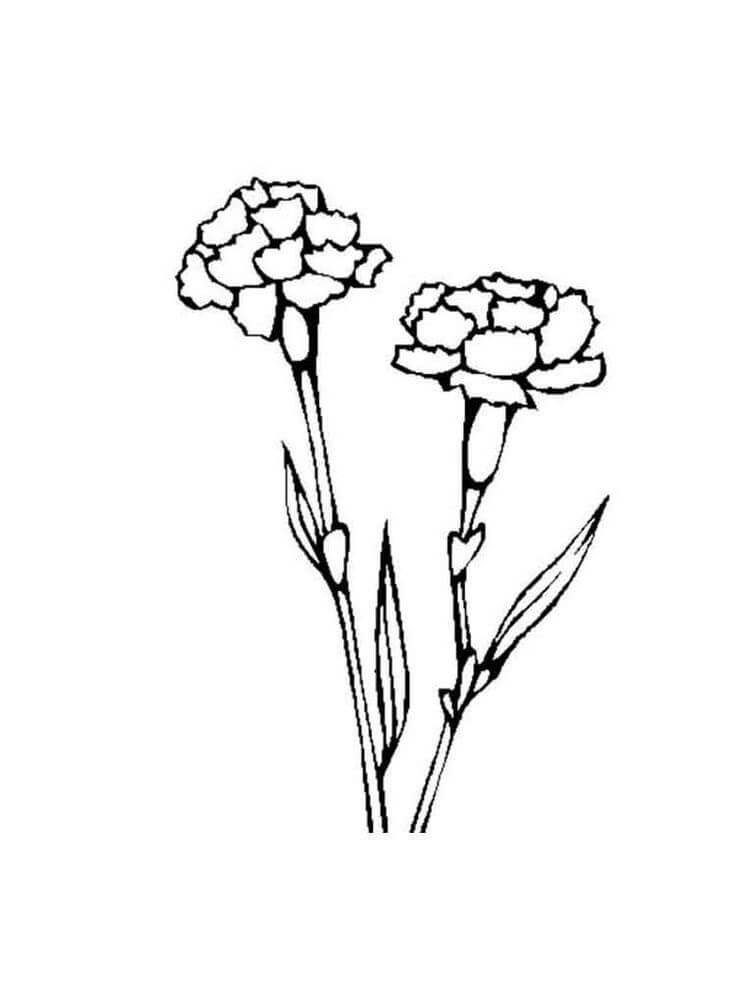 Clavel para Colorear