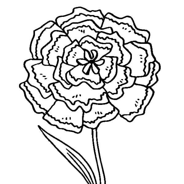 Dibujo de El Clavel Verde para Colorear y Imprimir