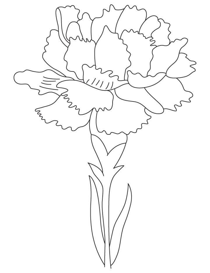 Dibujo de Flor de Nacimiento de Clavel para Colorear y Imprimir