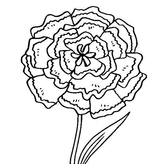 Dibujo de Gran Clavel para Colorear y Imprimir