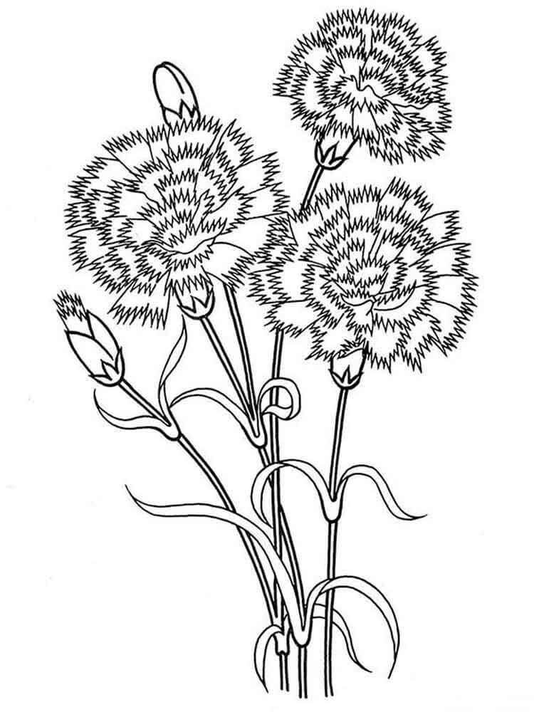 Dibujo de Tres Clavel para Colorear y Imprimir