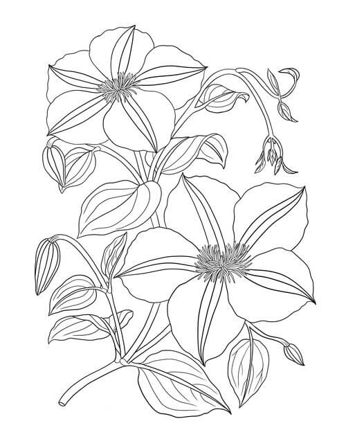 Dibujo de Buen Clematis para Colorear y Imprimir