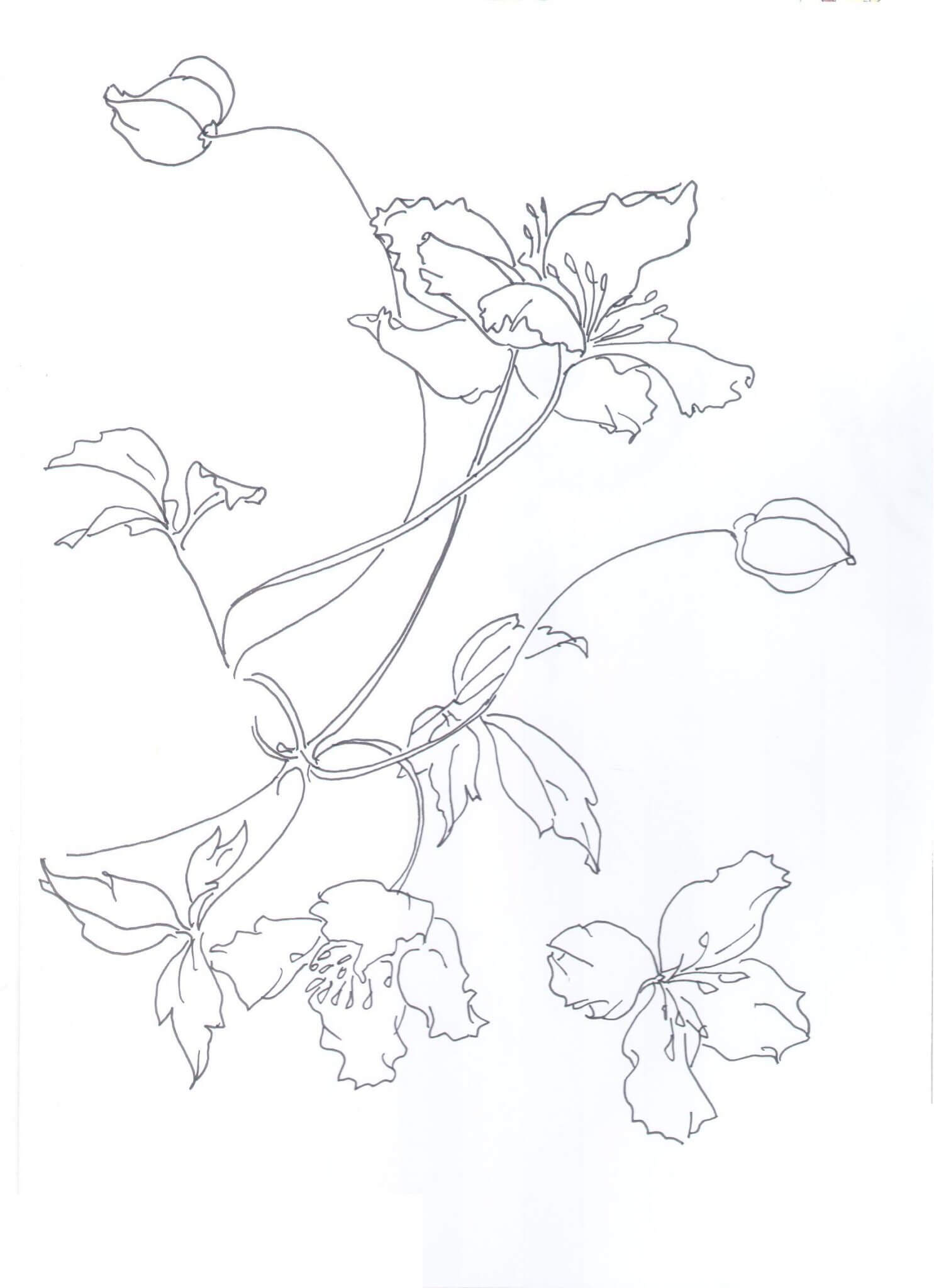 Dibujo de Clemátide de Janet Edwards para Colorear y Imprimir