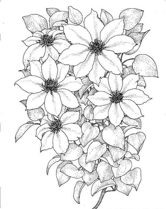 Dibujo de Clemátide Simple para Colorear y Imprimir