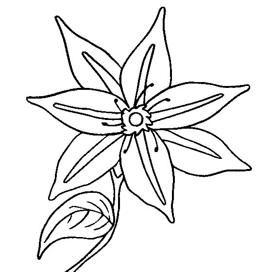 Dibujo de Clematis Básica para Colorear y Imprimir