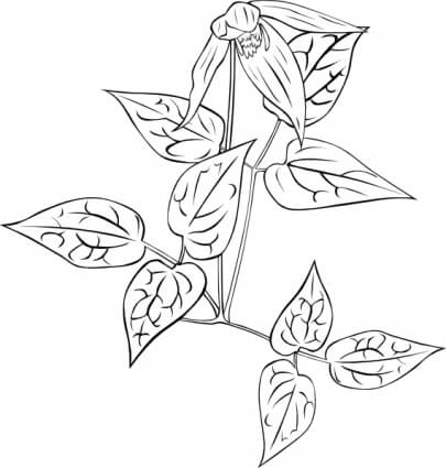 Dibujo de Clematis Impresionante para Colorear y Imprimir