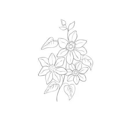 Dibujo de Clematis Imprimible para Colorear y Imprimir