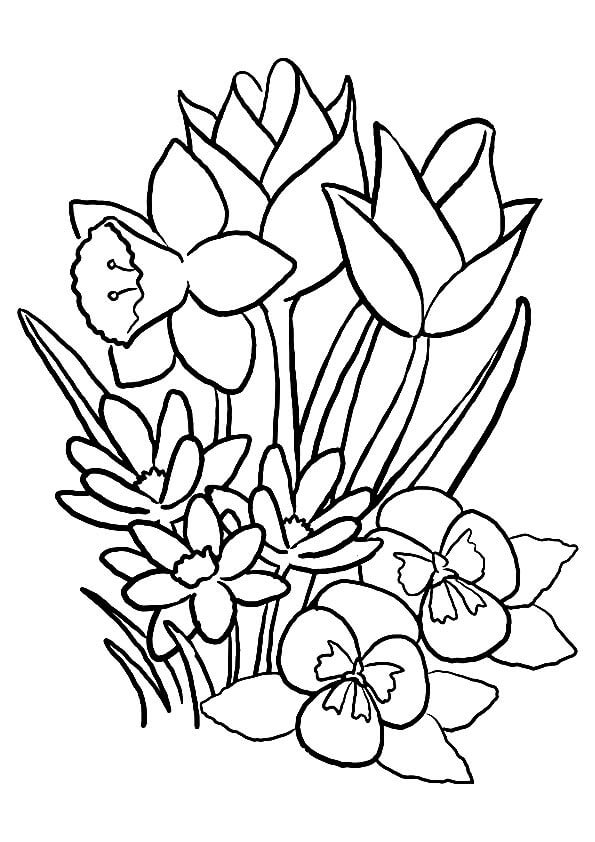 Dibujo de Clematis Normal para Colorear y Imprimir