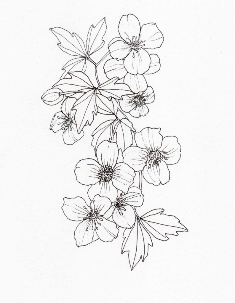 Dibujo de Clematis Perfecta para Colorear y Imprimir
