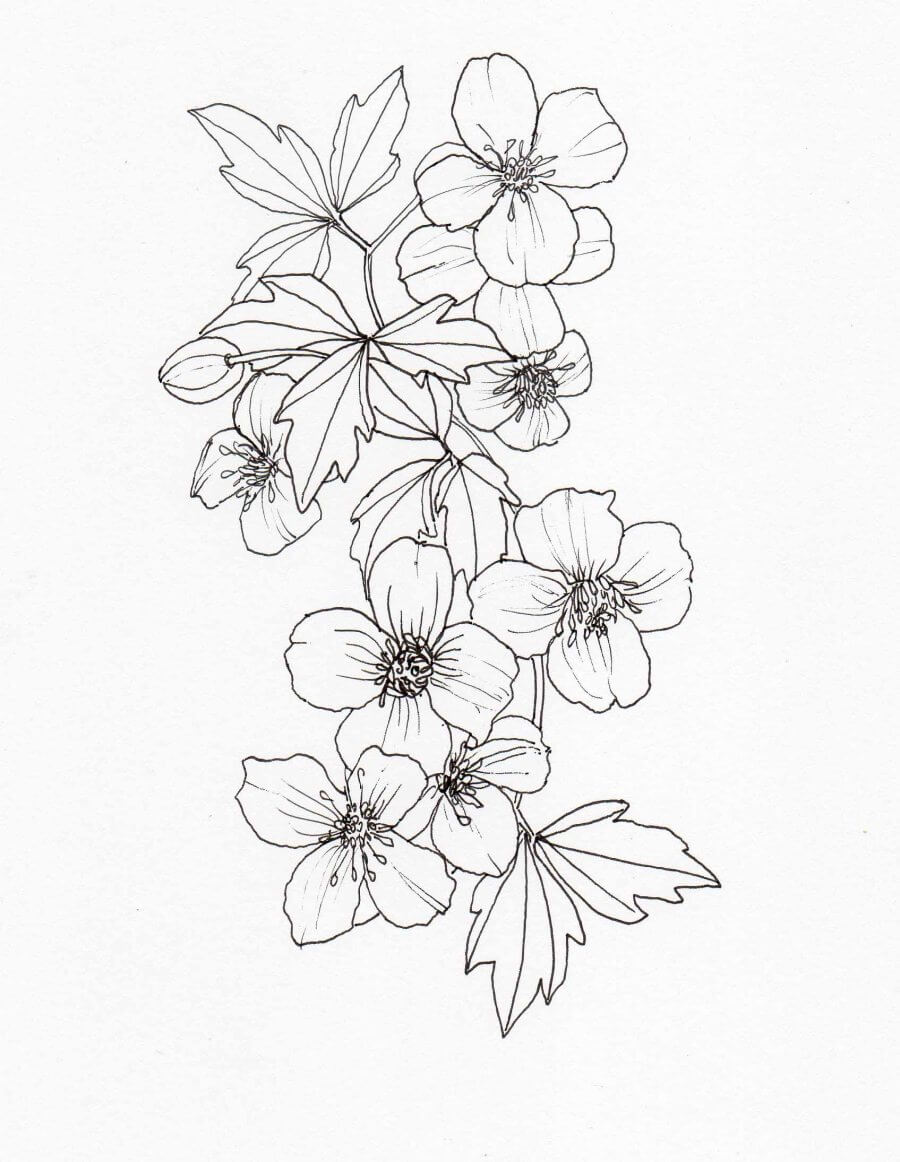 Dibujo de Clematis Perfecta para Colorear y Imprimir