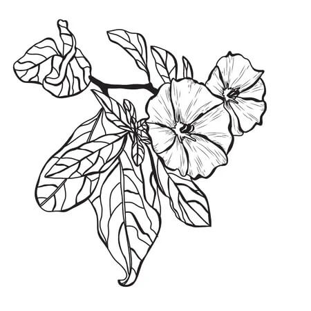 Dibujo de Gran Clemátide para Colorear y Imprimir