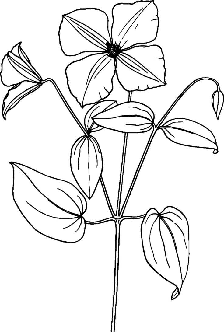 Dibujo de Tatuaje de Clemátide para Colorear y Imprimir