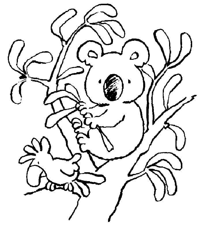 Dibujo de Dibujo Loro y Koala para Colorear y Imprimir
