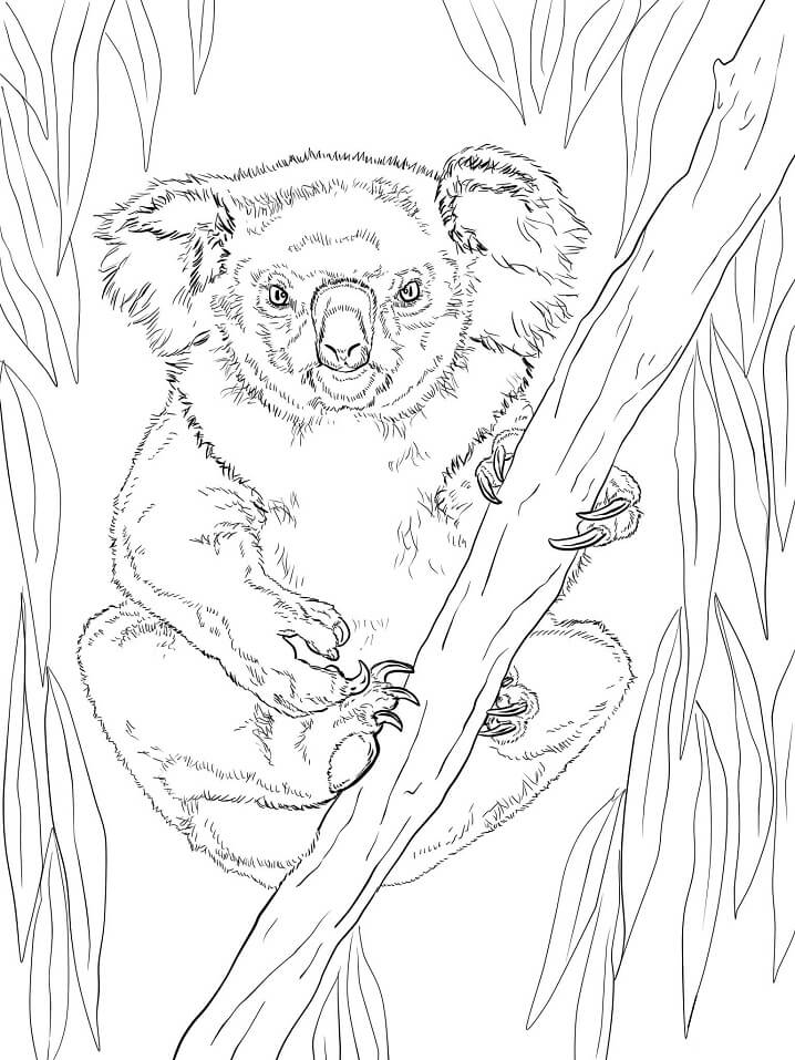 Dibujo de Koala Hembra para Colorear y Imprimir