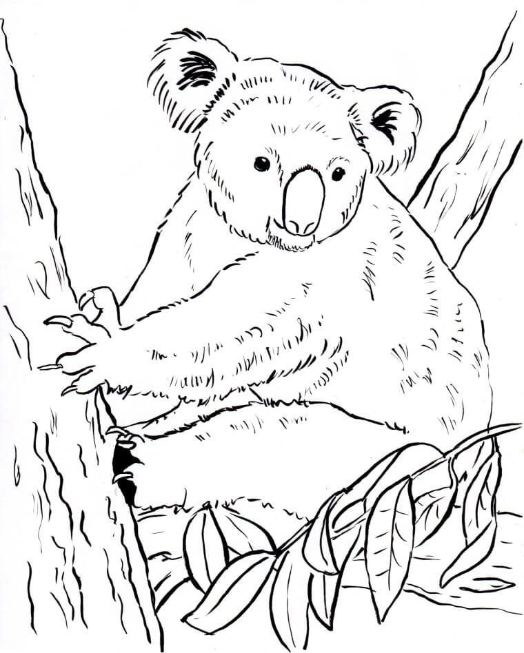 Dibujo de Koala Sencillo para Colorear y Imprimir