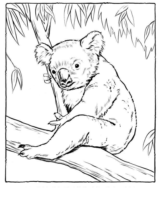 Dibujo de Koala Sentado En Un Árbol para Colorear y Imprimir