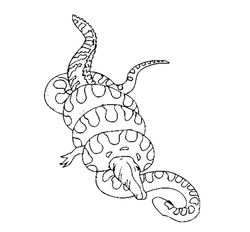 dibujo anaconda contra cocodrilo para imprimir y colorear