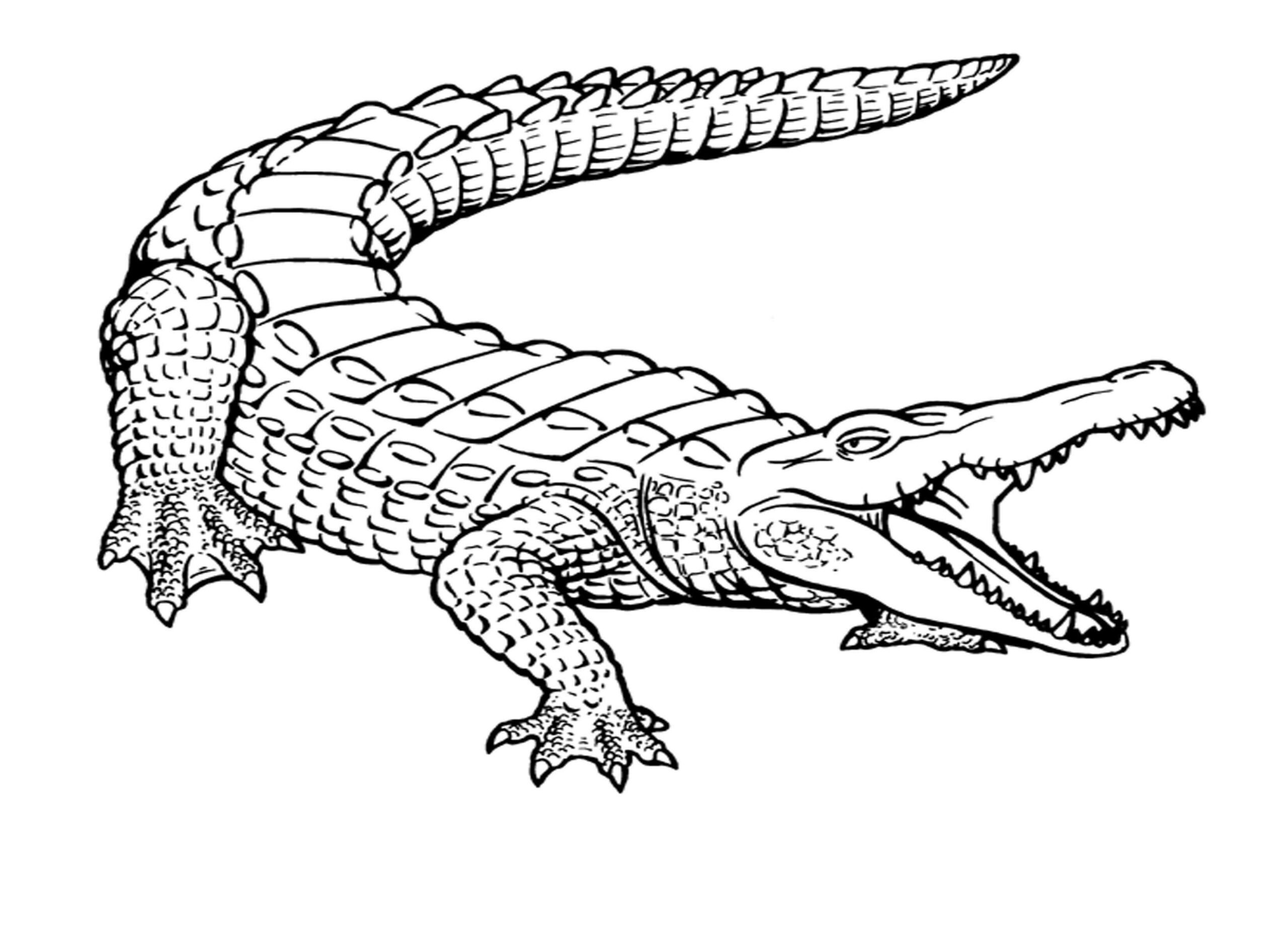 dibujo cocodrilo basico para imprimir y colorear