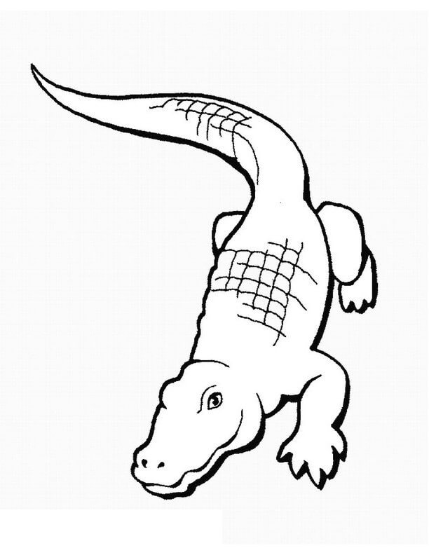 dibujo cocodrilo de la diversion para imprimir y colorear