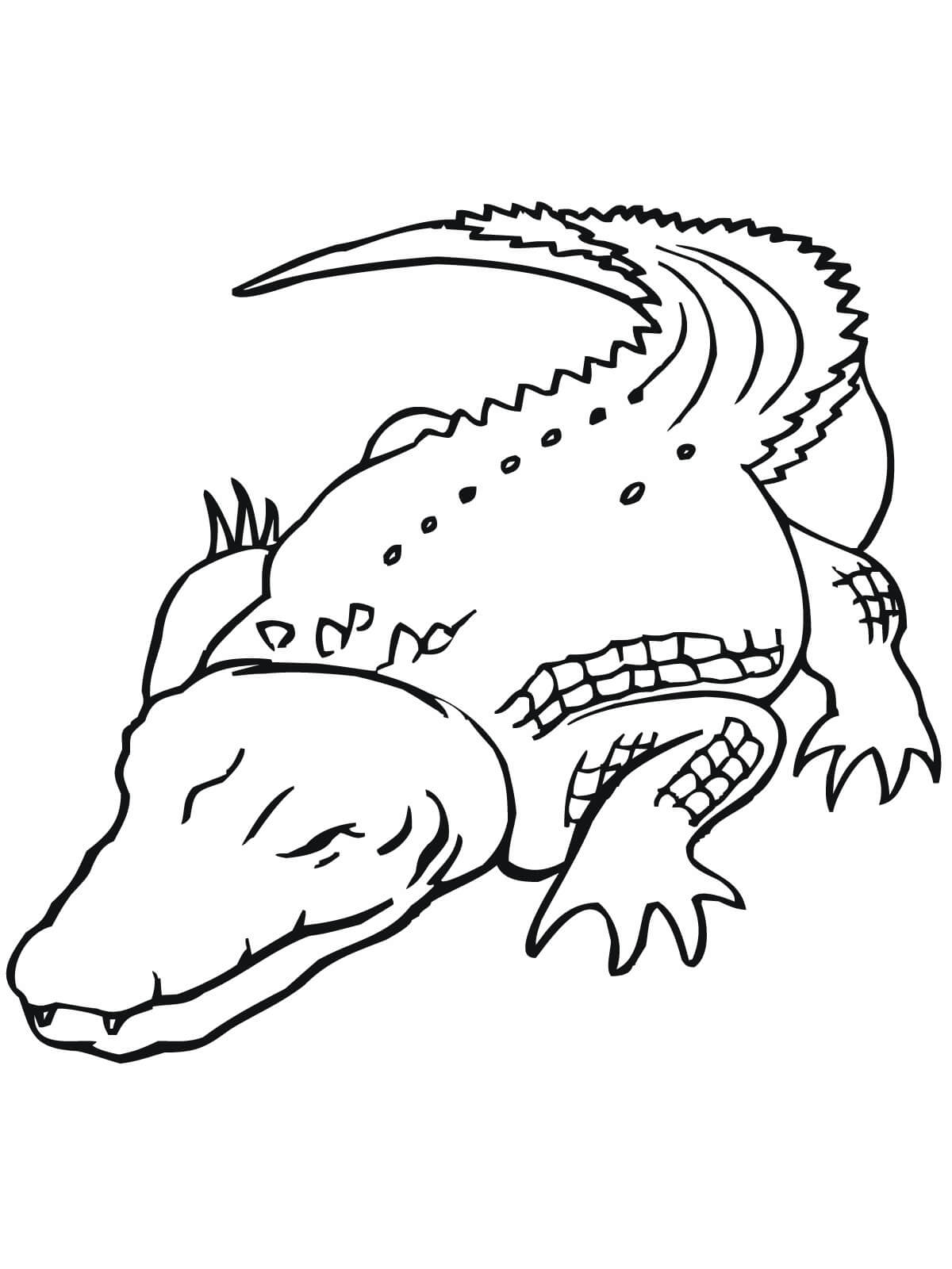 dibujo cocodrilo dulce para imprimir y colorear