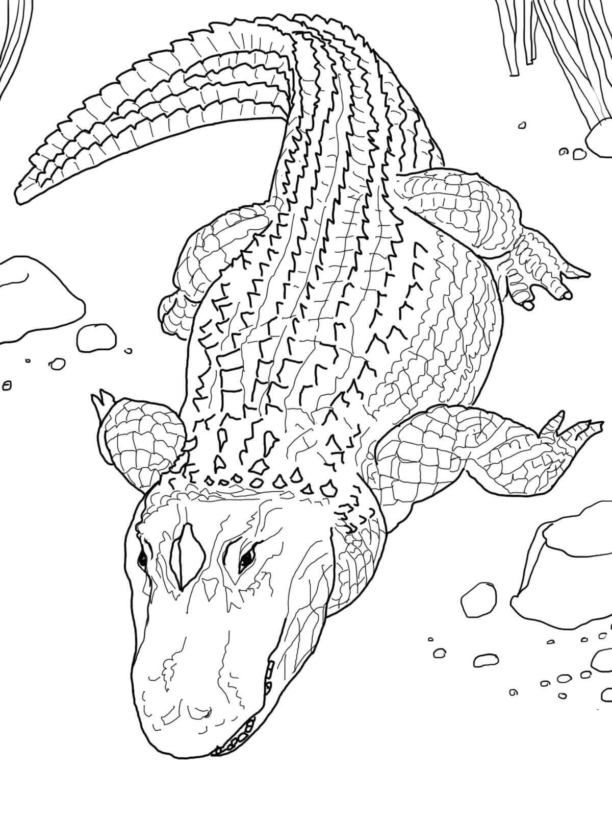 dibujo cocodrilo feliz para imprimir y colorear