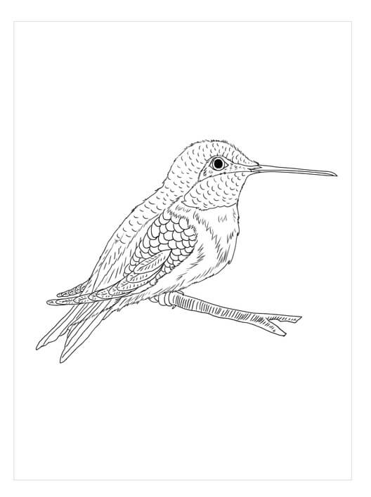 dibujo abeja colibri para imprimir y colorear