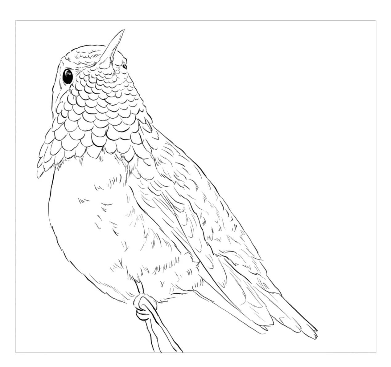 dibujo colibri abejorro para imprimir y colorear