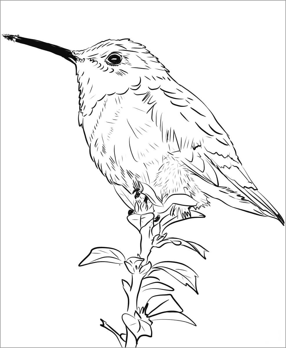 dibujo colibri basico con flor para imprimir y colorear