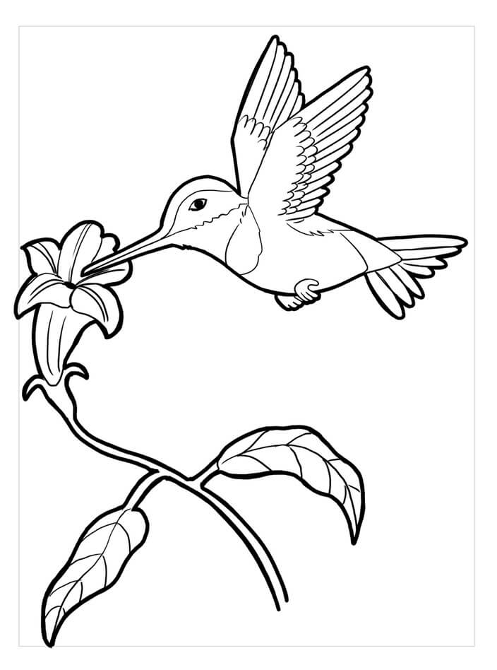 dibujo colibri basico para imprimir y colorear