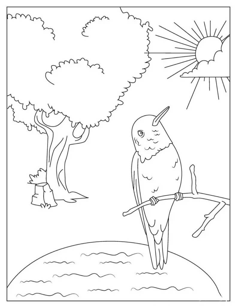 dibujo colibri con arbol para imprimir y colorear