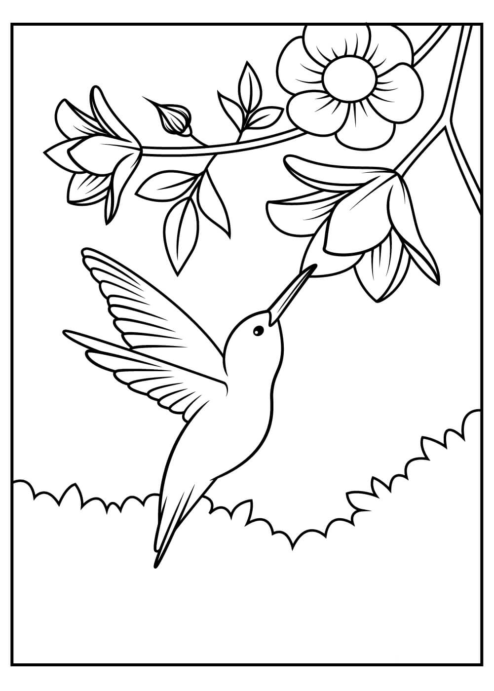 dibujo colibri con flor para imprimir y colorear