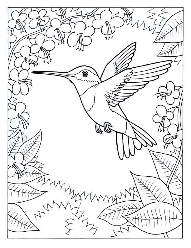 dibujo colibri con girasol para imprimir y colorear