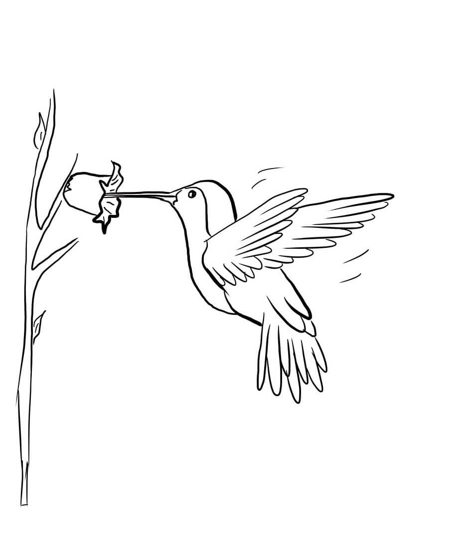 dibujo colibri con mandala de flores para imprimir y colorear