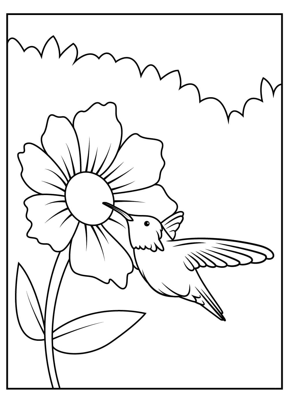 dibujo colibri de anas para imprimir y colorear