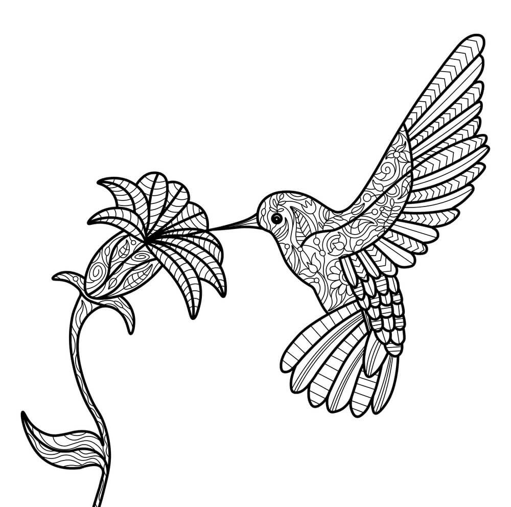 dibujo colibri de anna basico para imprimir y colorear