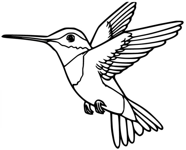 dibujo colibri de dibujos animados para imprimir y colorear