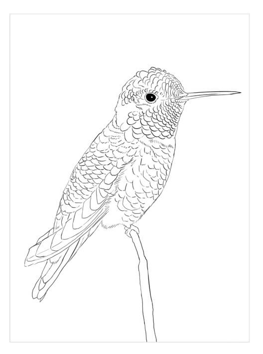 dibujo colibri divertido con flor para imprimir y colorear