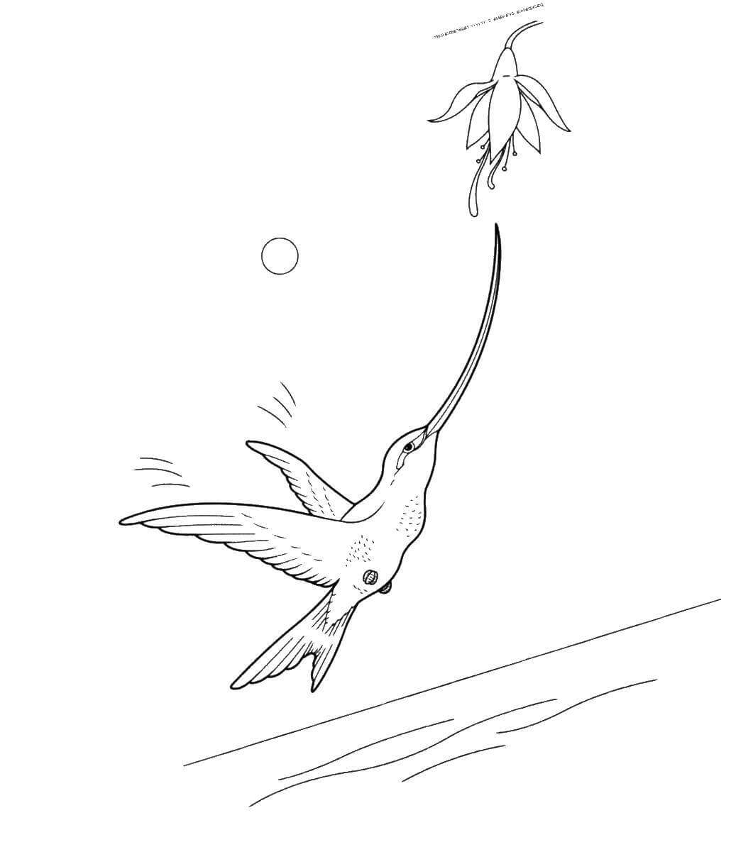 dibujo colibri facil para imprimir y colorear