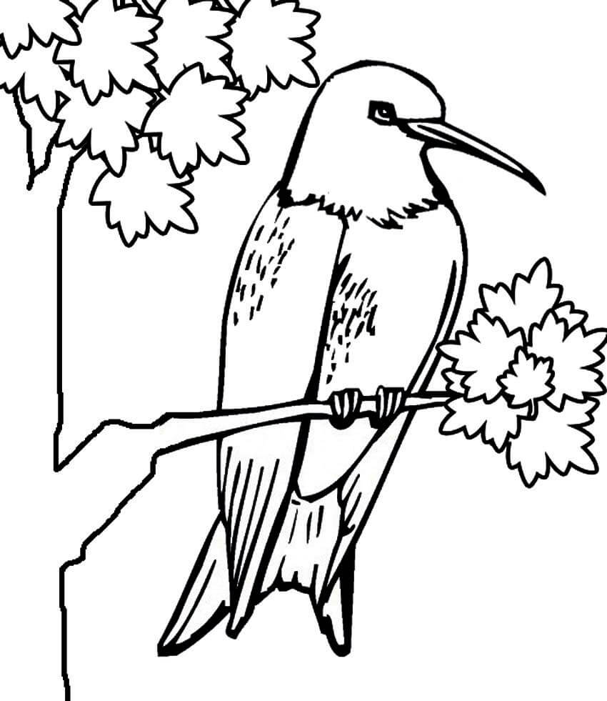 dibujo colibri garganta rubi para imprimir y colorear