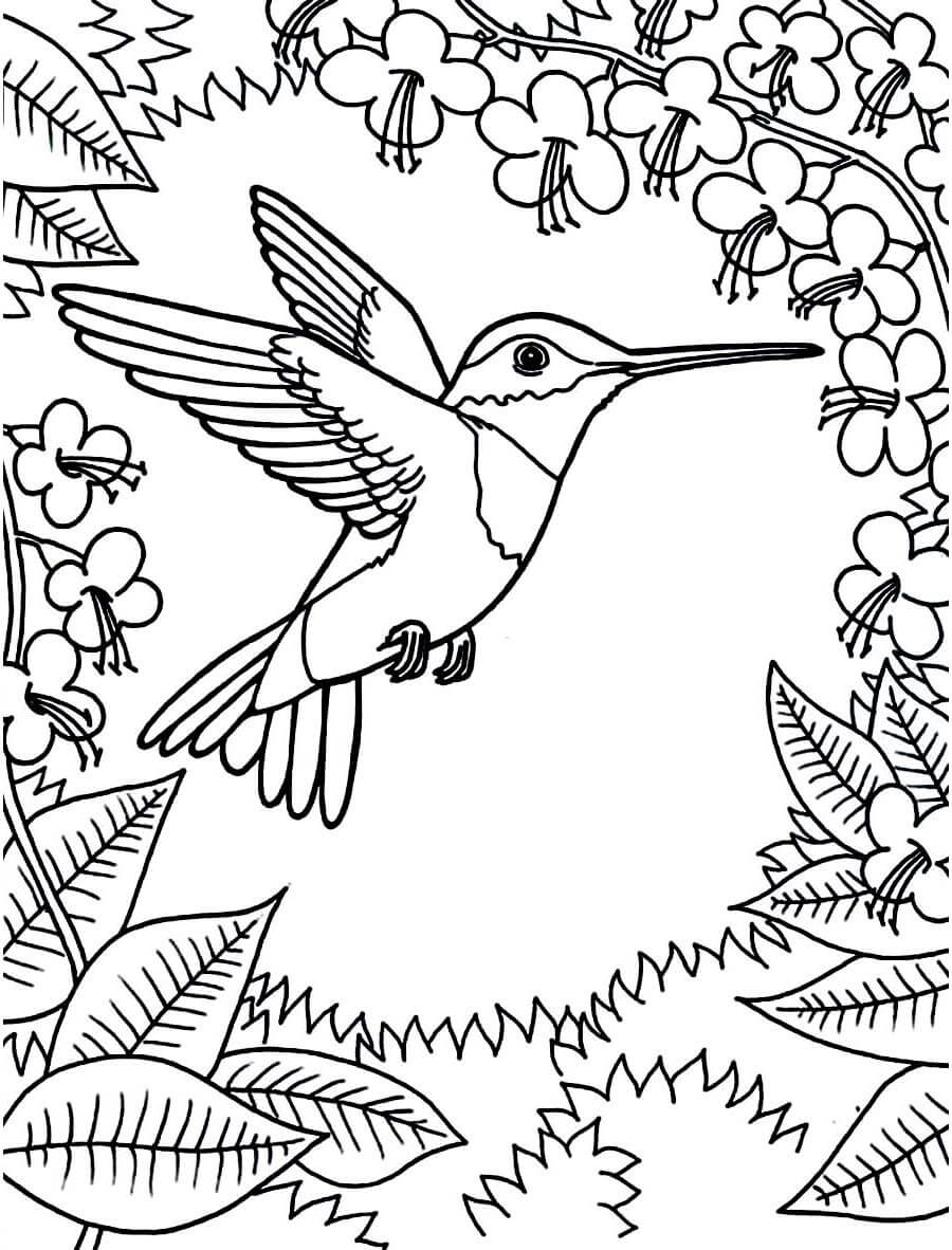 dibujo colibri lucifer para imprimir y colorear