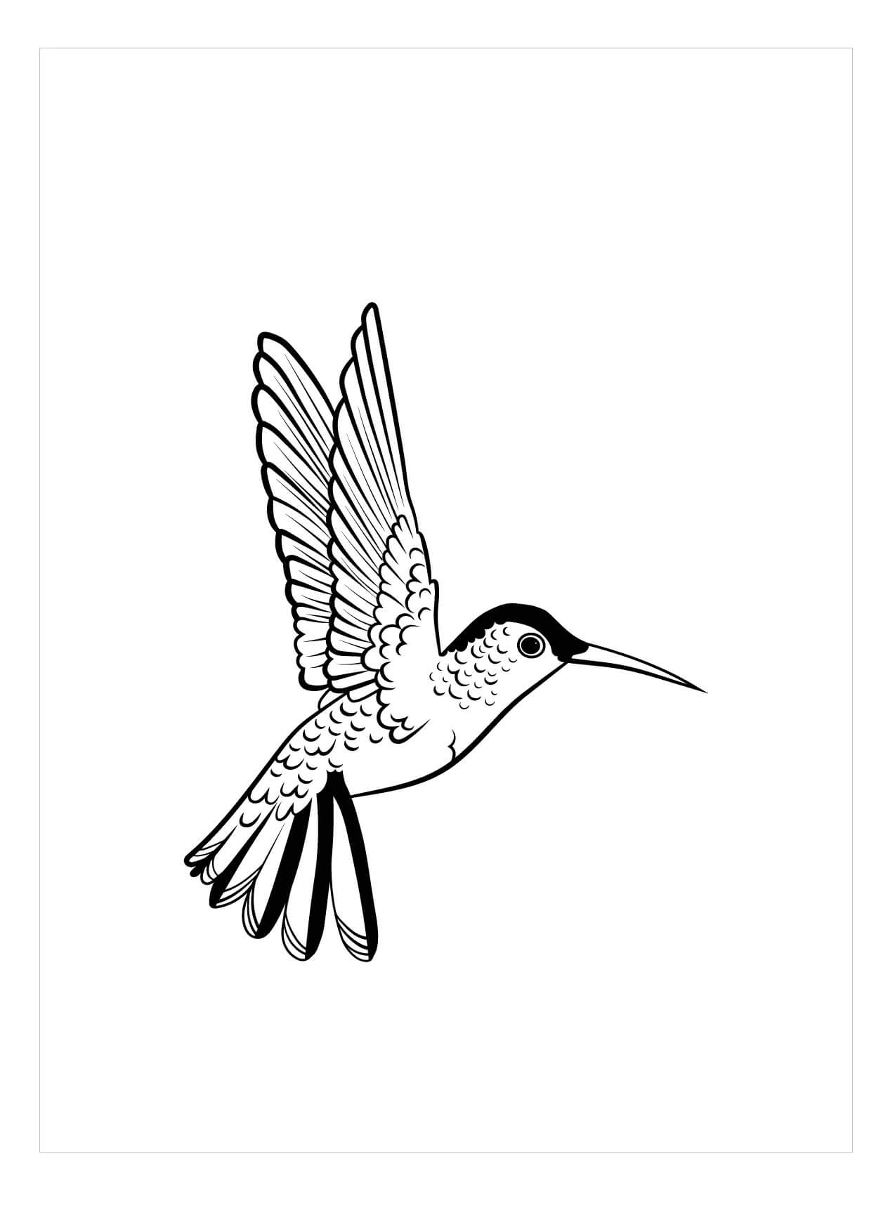 dibujo colibri normal con flor para imprimir y colorear