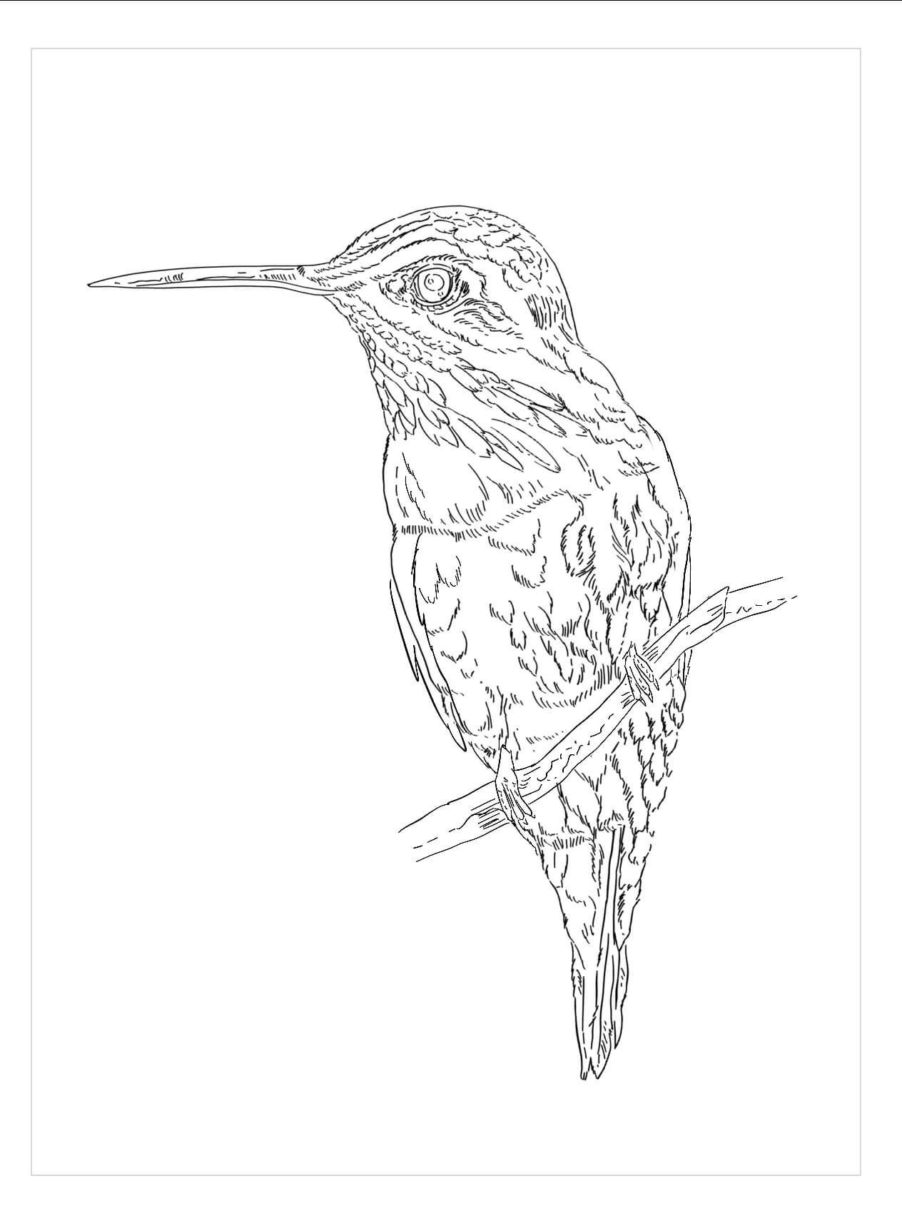 dibujo colibri sencillo para imprimir y colorear