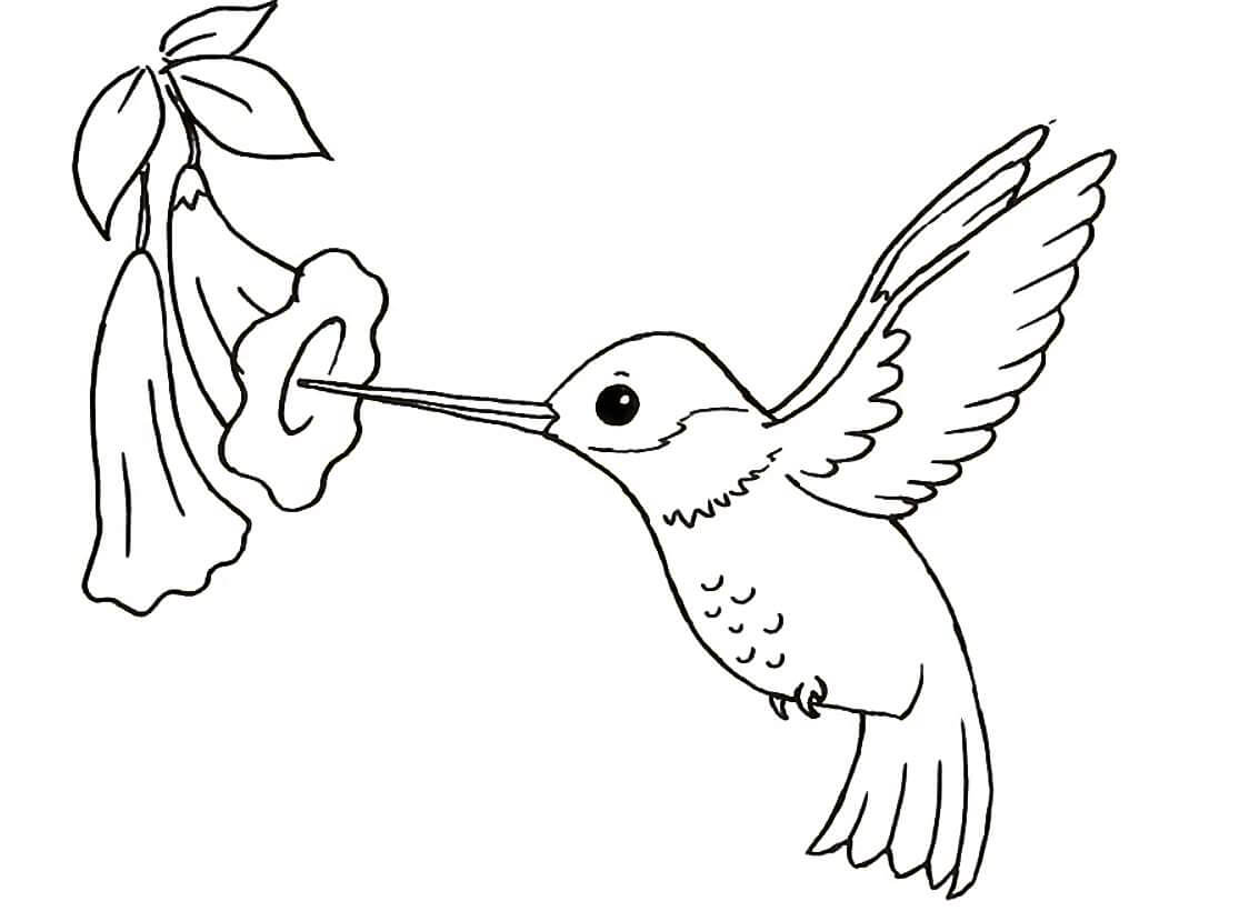 dibujo colibri volador con flor para imprimir y colorear